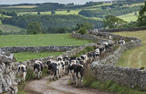 Domestic Cattle, Holstein dairy cows, herd coming in for milking, walking along track beside drystone walls, Penrith