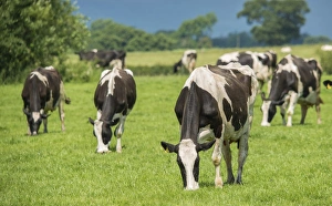 Domestic Cattle, Holstein dairy cows, herd grazing in pasture, near Bashall Eaves, Clitheroe, Lancashire, England, July