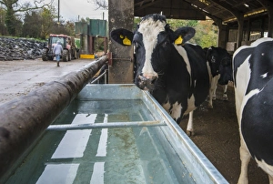 Domestic Cattle, Holstein dairy cows, standing in housing with clean water trough, Warwickshire, England, November