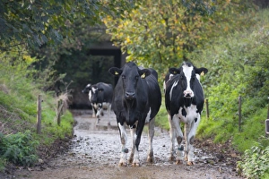 Domestic Cattle, Holstein dairy cows, coming in along track for day milking, Staffordshire, England, November
