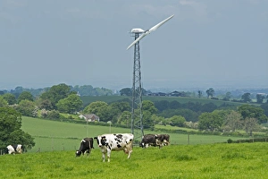 Domestic Cattle, Holstein, dairy cows, herd grazing in pasture, with wind turbine in background, Cumbria, England, May