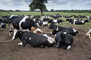 Laying Prints: Domestic Cattle, Holstein dairy cows