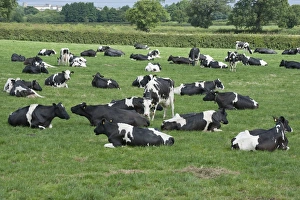 Domestic Cattle, Holstein dairy cows, herd grazing and resting in pasture, Flintshire, North Wales, july