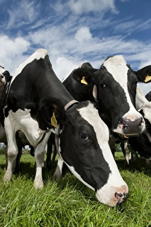 Domestic Cattle, Holstein dairy cows, herd standing in pasture, Cumbria, England, may