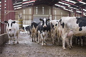 Domestic Cattle, Holstein dairy cows, herd in cubicle house with cow brush, Mold, Flintshire, North Wales, December