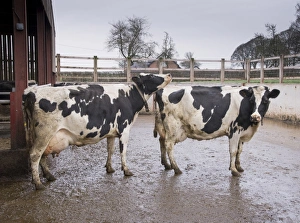 Domestic Cattle, Holstein dairy cows, showing signs of being on heat outside cubicle house, Cheshire, England, January