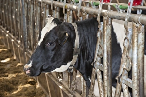 Indoor Prints: Domestic Cattle, Holstein dairy heifer