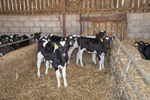 Indoor Prints: Domestic Cattle, Holstein Friesian calves