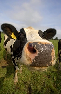 Funny Prints: Domestic Cattle, Holstein Friesian cow, close-up of head, England