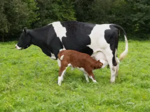 Suckles Prints: Domestic Cattle, Holstein Friesian cow with Hereford cross calf suckling