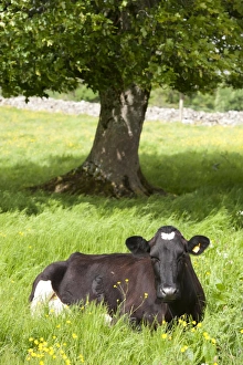 Laying Prints: Domestic Cattle, Holstein Friesian dairy cow