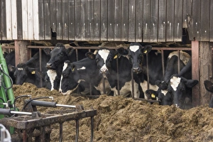 Domestic Cattle, Holstein Friesian dairy cows, herd feeding on silage at feed barrier, Church Brough, Kirkby Stephen