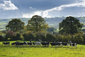 Friesian Prints: Domestic Cattle, Holstein Friesian dairy cows