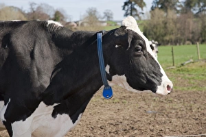 Domestic Cattle, Holstein Friesian type dairy cow, wearing transponder, close-up of head and neck, on organic farm, Shropshire, England, march