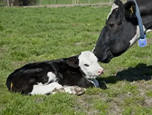 Friesian Prints: Domestic Cattle, Holstein Friesian type dairy cow with Hereford cross bull calf