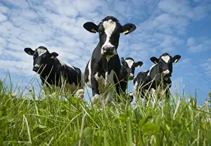 Domestic Cattle, Holstein Friesian type dairy cows, herd standing in pasture, Port Soderick, Isle of Man, August