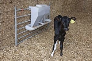 Straw Prints: Domestic Cattle, Holstein pedigree calf