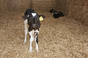Straw Prints: Domestic Cattle, Holstein pedigree calves