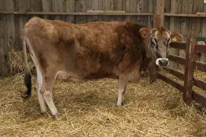 Straw Prints: Domestic Cattle, Jersey calf, standing on straw bedding in barn