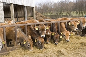 Youngstock Prints: Domestic Cattle, Jersey calves, herd feeding at feed barrier in yard, England, April