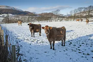 Jersey Prints: Domestic Cattle, Jersey cows, herd standing in snow covered pasture