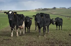 Domestic Cattle, Jersey cross Black and White dairy cows, herd strip grazing in pasture, farmed on New Zealand system, Dumfries, Scotland, march