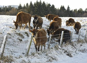 Heifers Prints: Domestic Cattle, Jersey heifers