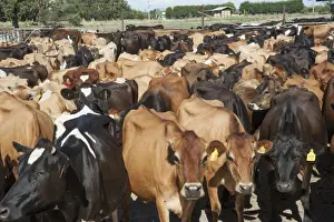 Crossbreed Prints: Domestic Cattle, Jersey and Jersey crossbreed dairy cows