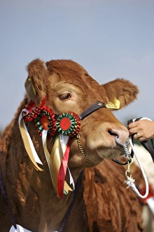 Ring Prints: Domestic Cattle, Limousin beef cow