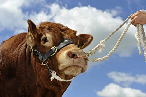 Domestic Cattle, Limousin bull, close-up of head, on halter held by stockman, England, july