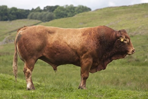 Domestic Cattle, Limousin bull, standing in pasture, near Hadrians Wall, Northumberland N. P