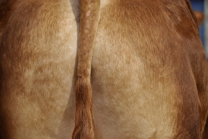 Bull Prints: Domestic Cattle, Limousin bull, close-up of tail and rump, England, May