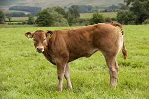 Limousins Prints: Domestic Cattle, Limousin bull calf, standing in pasture, England, july
