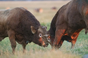 Aggression Prints: Domestic Cattle, Limousin bulls