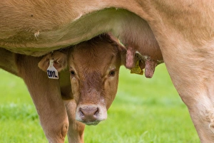 Suckles Prints: Domestic Cattle, Limousin calf