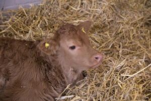Domestic Cattle, Limousin calf, resting on straw, Welshpool, Powys, Wales, November