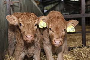 Genetics Prints: Domestic Cattle, Limousin calves