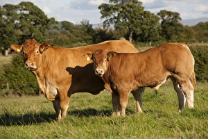 Limousins Prints: Domestic Cattle, Limousin cow with bull calf