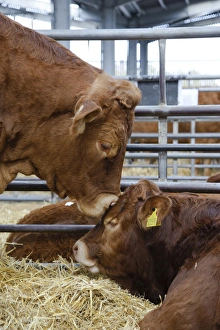Pens Prints: Domestic Cattle, Limousin cow with calf