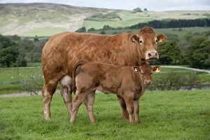 Domestic Cattle, Limousin, cow with calf, standing in pasture on hill farm, Lancashire, England, may