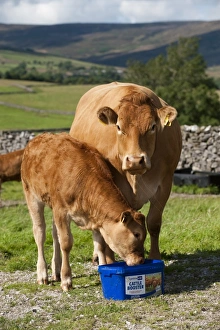 Domestic Cattle, Limousin cow and calf, licking Cattle Booster supplement feed block in pasture, England, august
