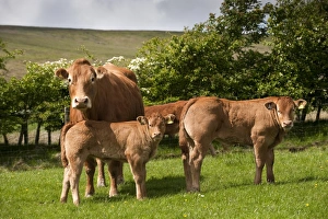 Limousins Prints: Domestic Cattle, Limousin, cow with calves