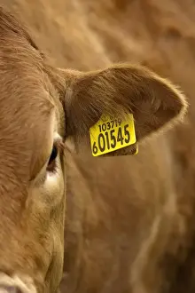 Numbers Prints: Domestic Cattle, Limousin cow, close-up of ear with identification tag