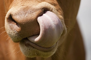 Licks Prints: Domestic Cattle, Limousin cow, close-up of muzzle, licking nose, England, august