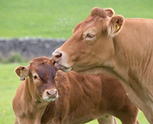 Domestic Cattle, Limousin cow licking calf, with midge swarm in pasture, Slaidburn, Forest of Bowland, Lancashire