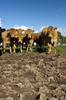 Limousins Prints: Domestic Cattle, Limousin cows