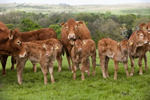 Limousins Prints: Domestic Cattle, Limousin, cows with calves
