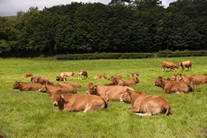 Domestic Cattle, Limousin cows and calves, herd resting in pasture, England, july