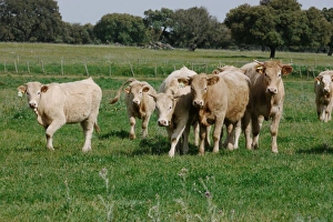 Heifers Prints: Domestic Cattle, Limousin crossbreed heifers