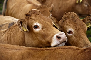 Limousins Prints: Domestic Cattle, Limousin herd, close-up of heads, England, august